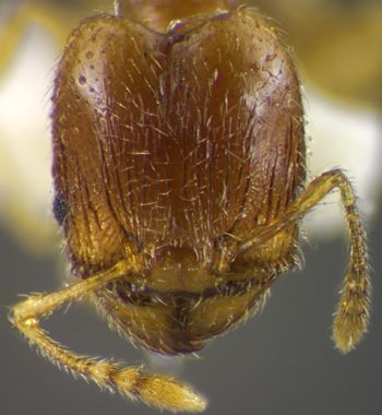 Media type: image;   Entomology 34383 Aspect: head frontal view